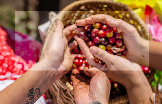 Guerillas won't farm coffee trees for your cappuccino