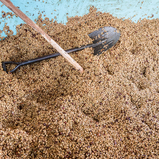 ESPRESSO | COLOMBIA LUZ HELENA SALAZAR (Caife Trádálaithe Bád Seolta)