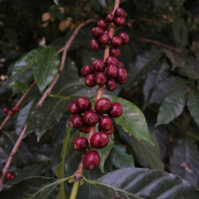 FILTER | ETHIOPIA OKOLUU