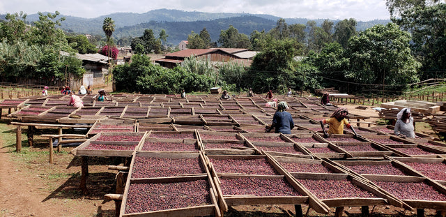 ESPRESSO | ETHIOPIA DAANISA ORGANIC