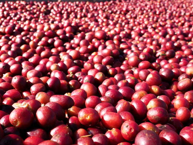 ESPRESSO | COLOMBIA LUZ HELENA SALAZAR (Caife Trádálaithe Bád Seolta)