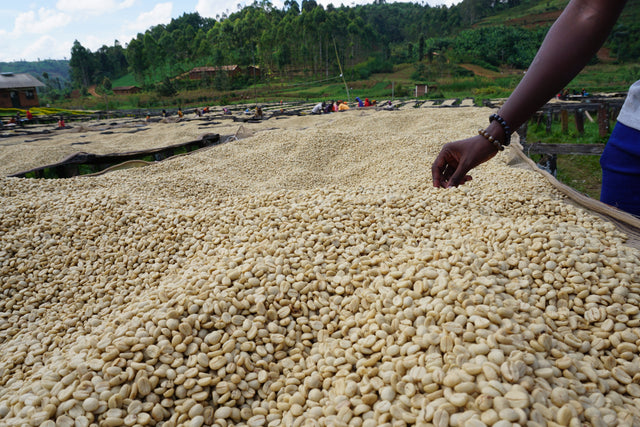 FILTER | BURUNDI YANDARO