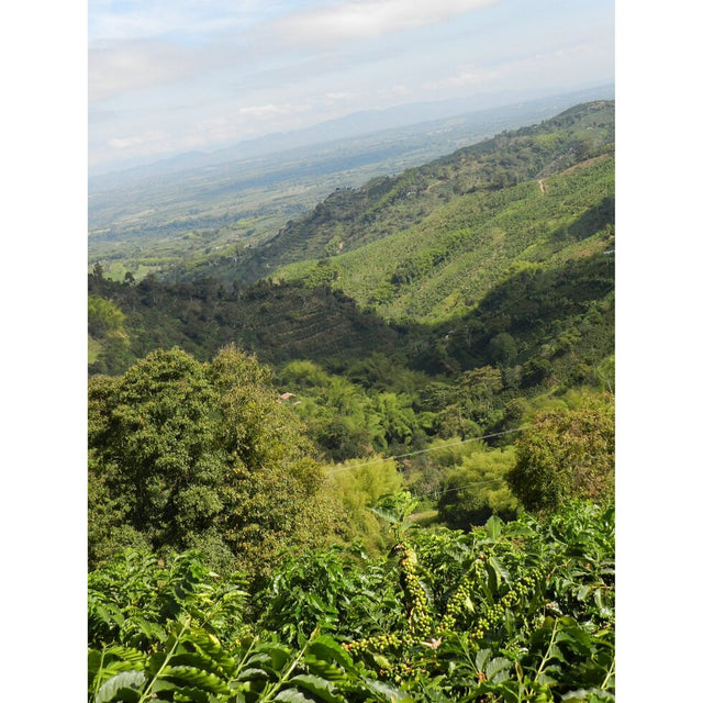 ESPRESSO | AN Cholóim TUMBAGA SIÚCÁN DEICAF