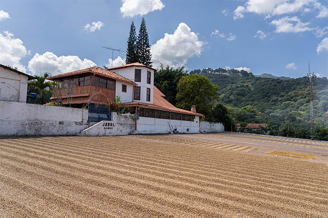 FILTER | EL SALVADOR LYQUIDAMBAR