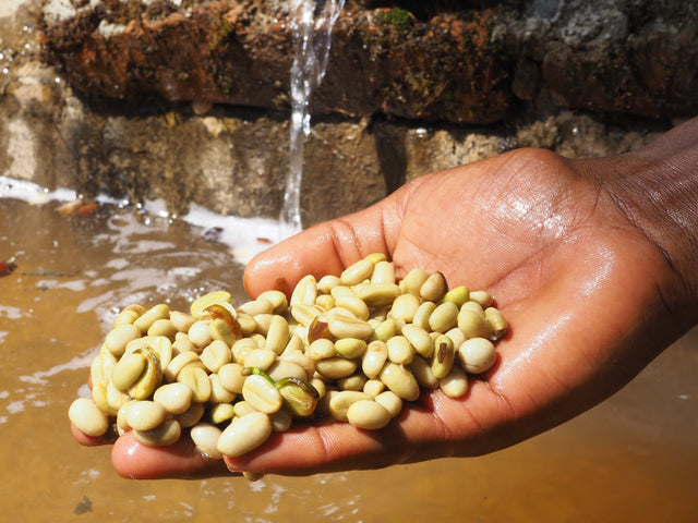 FILTER | ETHIOPIA MUNDAYO