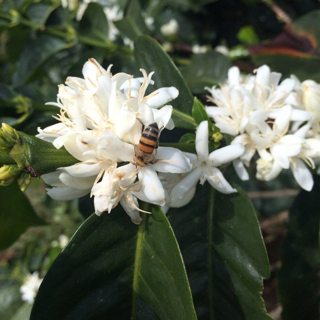 ESPRESSO | AN Cholóim TUMBAGA SIÚCÁN DEICAF