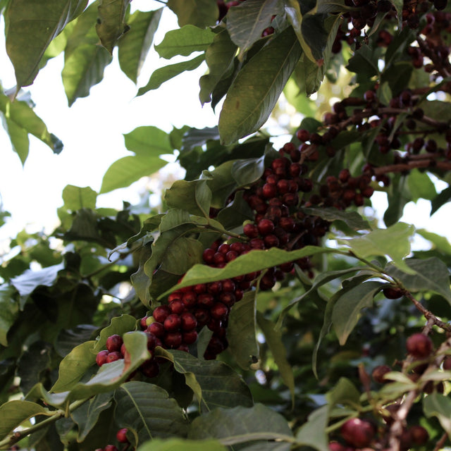 FILTER | ETHIOPIA MUNDAYO