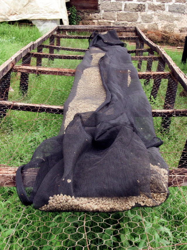 FILTER | KENYA MURARANDIA