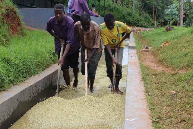 FILTER | BURUNDI YANDARO