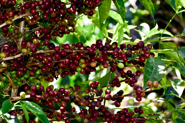 FILTER | ETHIOPIA AYLA BOMBE G1 WASHED