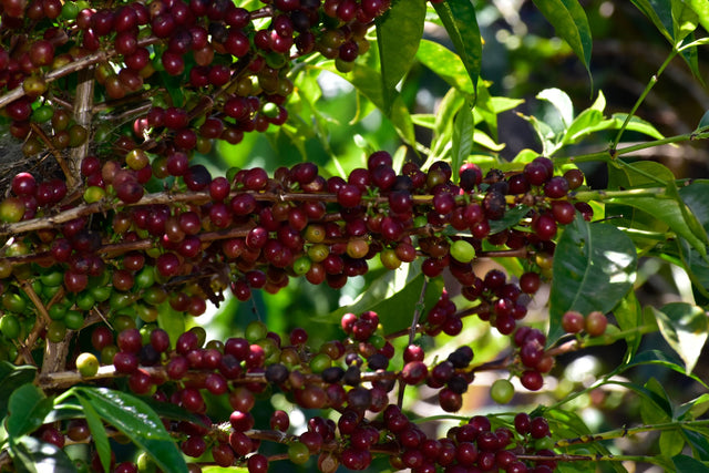 ESPRESSO | ETHIOPIA DUMERSO