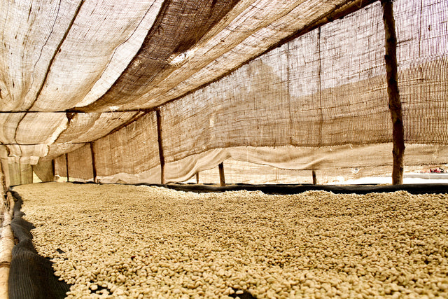 FILTER | ETHIOPIA AYLA BOMBE G1 WASHED