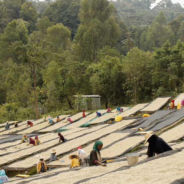 FILTER | ETHIOPIA AYLA BOMBE G1 WASHED