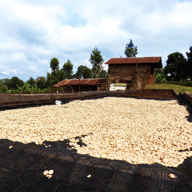 FILTER | KENYA MURARANDIA