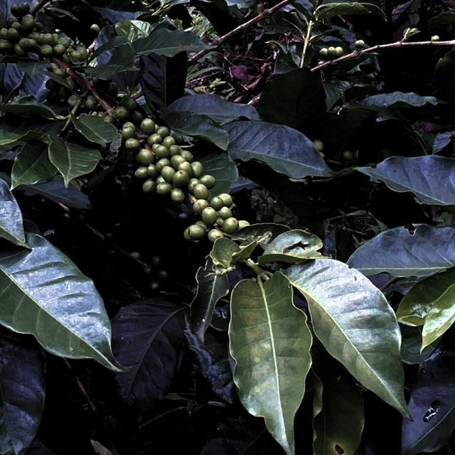 ESPRESSO | COLOMBIA DECAF POPAYÁN ( SAILBOAT TRADED COFFEE)