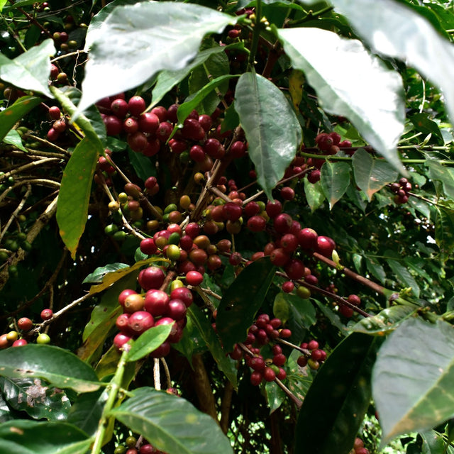 ESPRESSO | COLOMBIA LUZ HELENA SALAZAR (Caife Trádálaithe Bád Seolta)