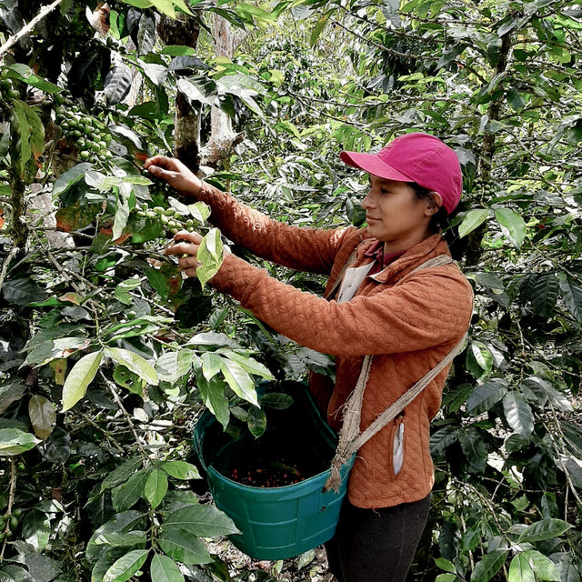 FILTER | CHURUPAMPA - MARIO JESÚS