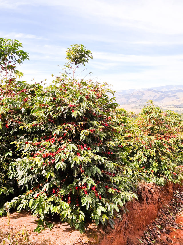 ESPRESSO | BRAZIL BIOMA