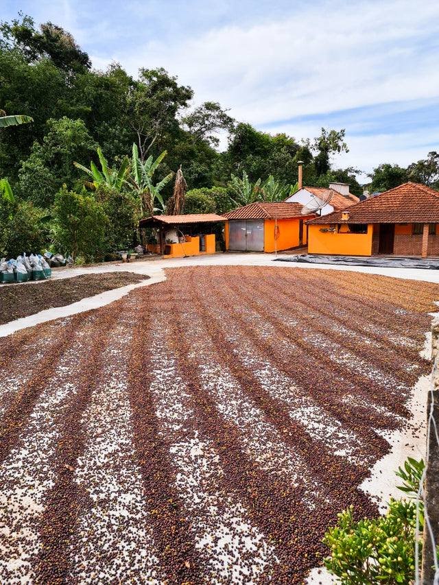 ESPRESSO | BRAZIL BIOMA