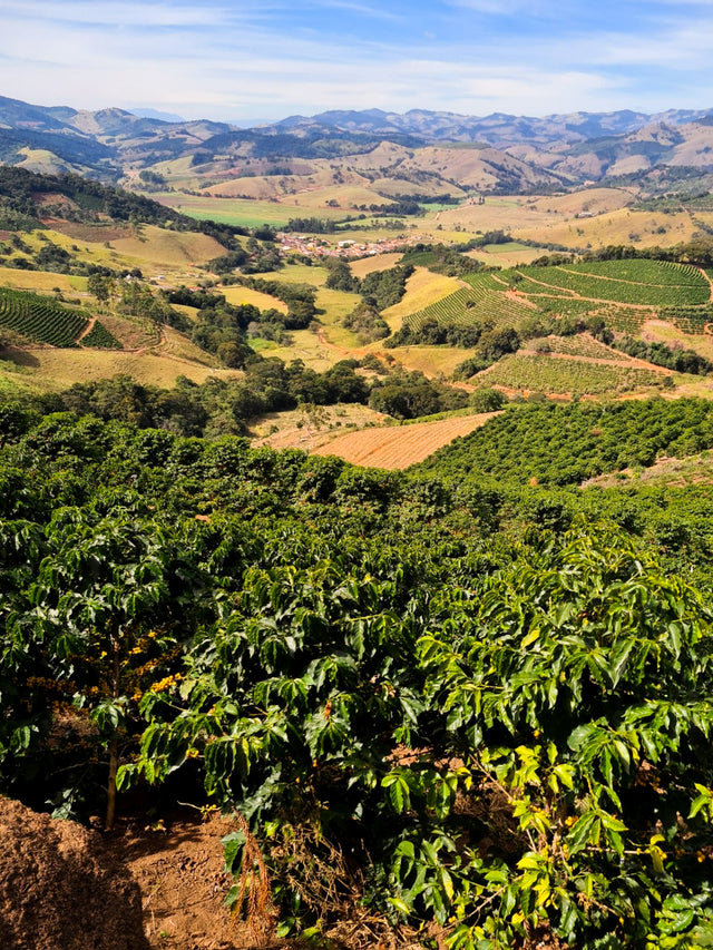 ESPRESSO | BRAZIL BIOMA