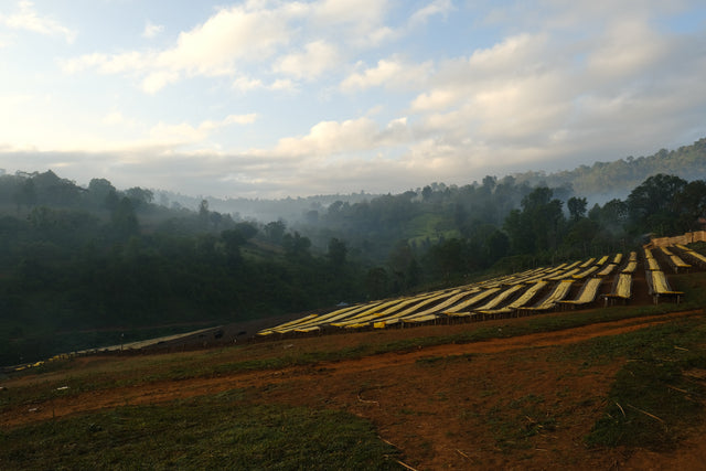 ESPRESSO | ETHIOPIA DAANISA ORGANIC