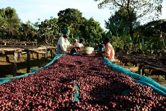 ESPRESSO | ETHIOPIA DAANISA ORGANIC