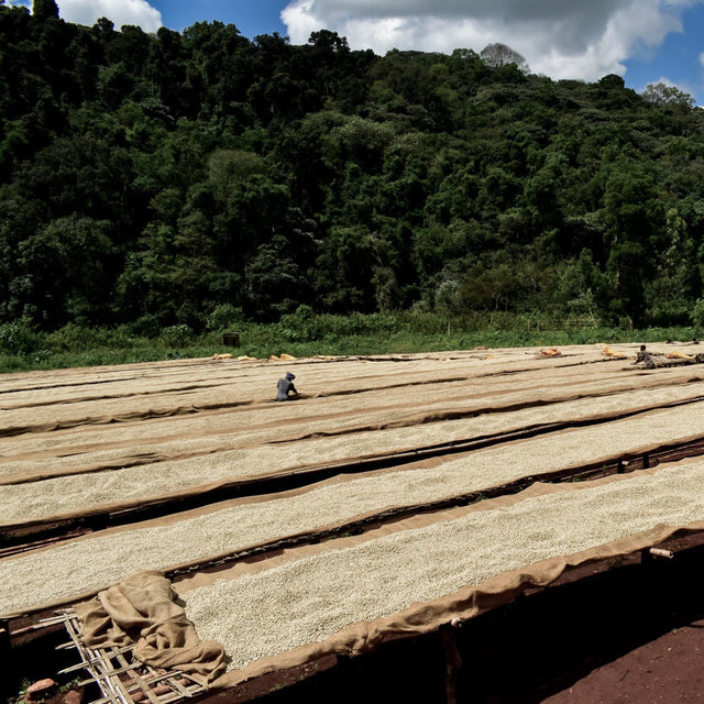 FILTER | ETHIOPIA MUNDAYO