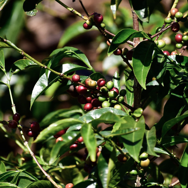 FILTER | ETHIOPIA MUNDAYO