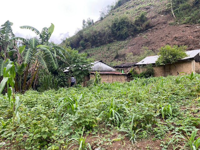 ESPRESSO | MEXICO PENA COLORADA WASHED