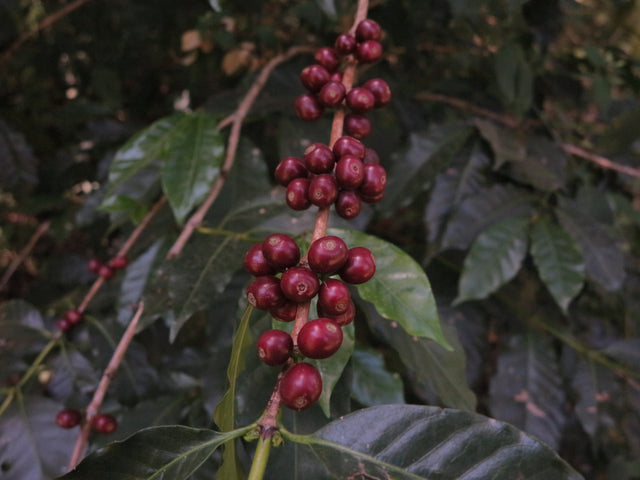 ESPRESSO | ETHIOPIA DAANISA ORGANIC