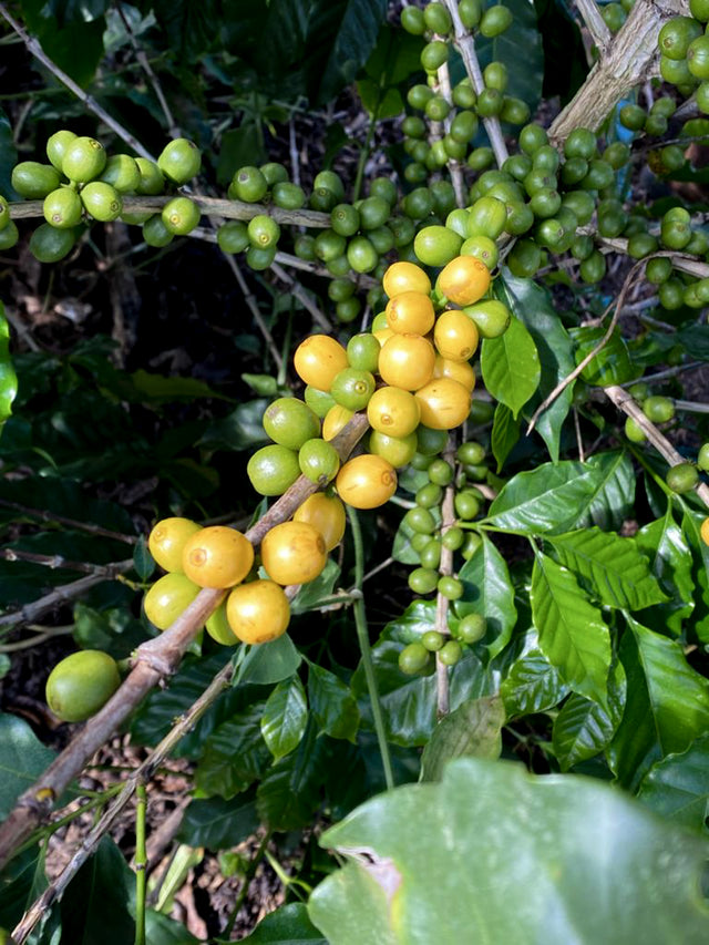 ESPRESSO | MEXICO PENA COLORADA NÍODH