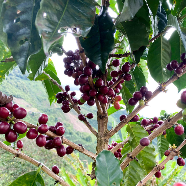 ESPRESSO | COLOMBIA LUZ HELENA SALAZAR (Caife Trádálaithe Bád Seolta)