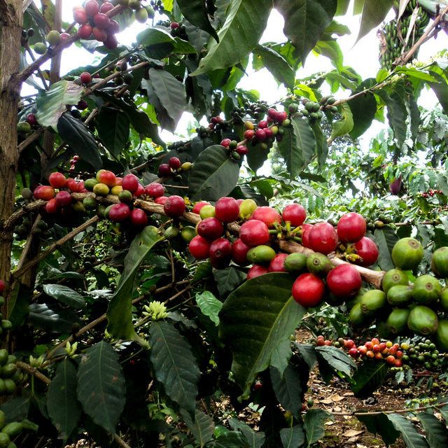 FILTER | KENYA KIRIAINI