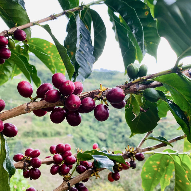 FILTER | COLOMBIA EL RECREO