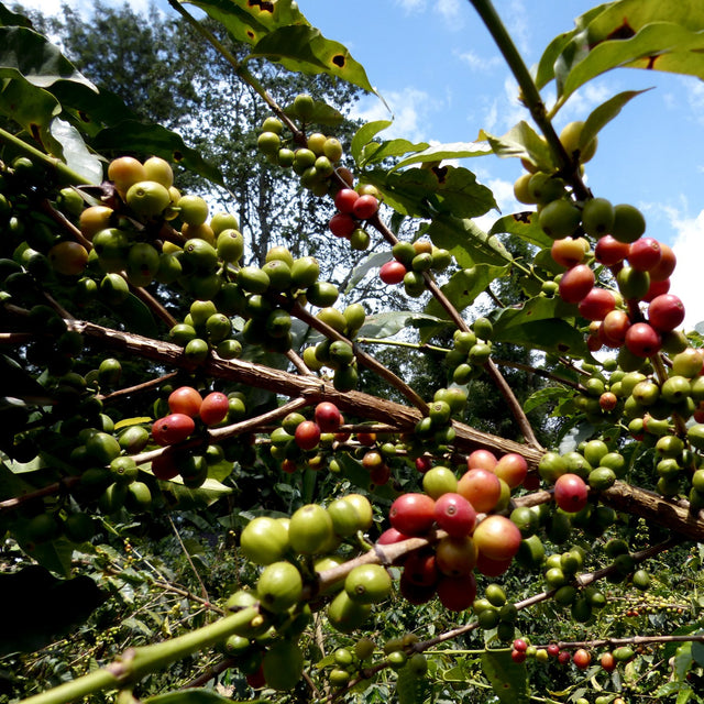 FILTER | KENYA KIRIAINI