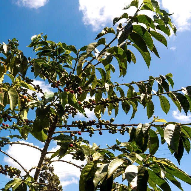 FILTER | KENYA KIRIAINI