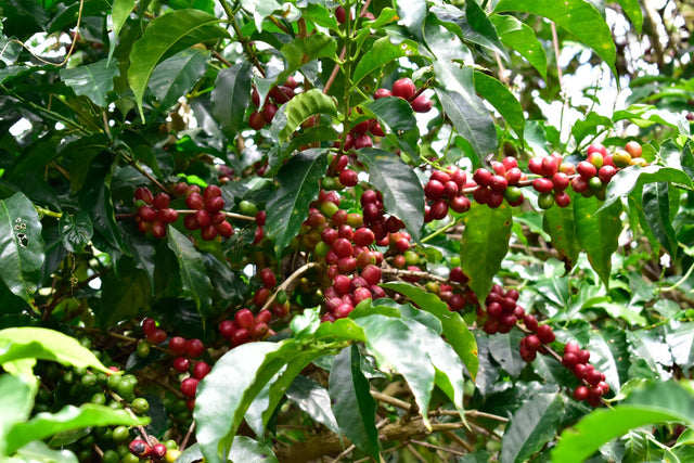 ESPRESSO | ETHIOPIA DUMERSO