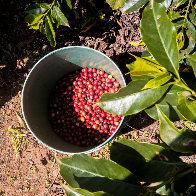 FILTER | KENYA KARIMIKUI