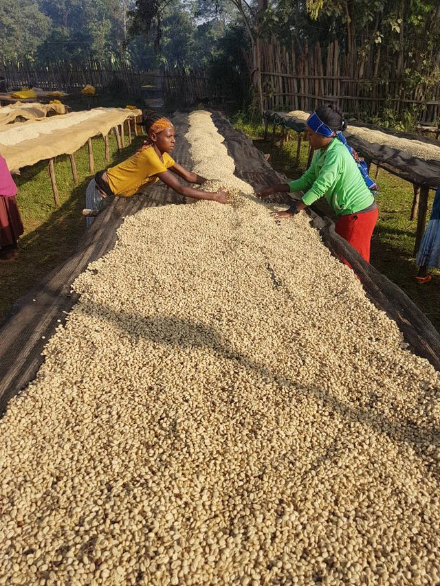 ESPRESSO | ETHIOPIA DUMERSO