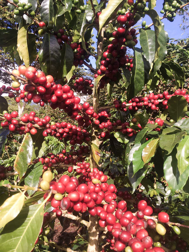 ESPRESSO | PERU PENACHI