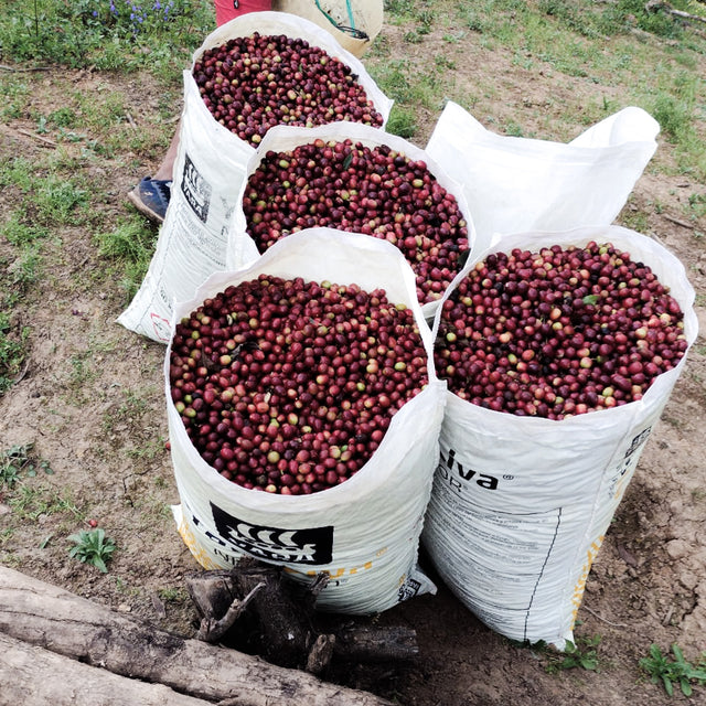 FILTER | CHURUPAMPA -  MARIO JESÚS