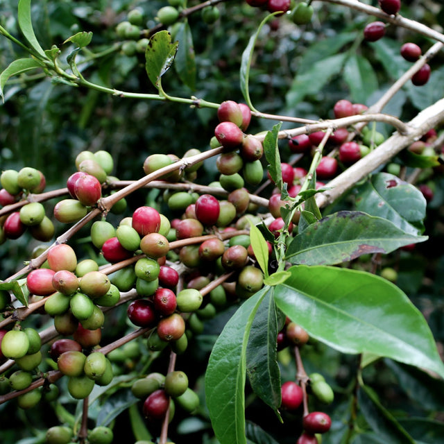 FILTER | ETHIOPIA MUNDAYO