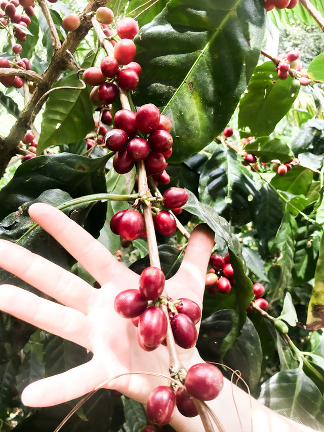ESPRESSO | AN Cholóim TUMBAGA SIÚCÁN DEICAF