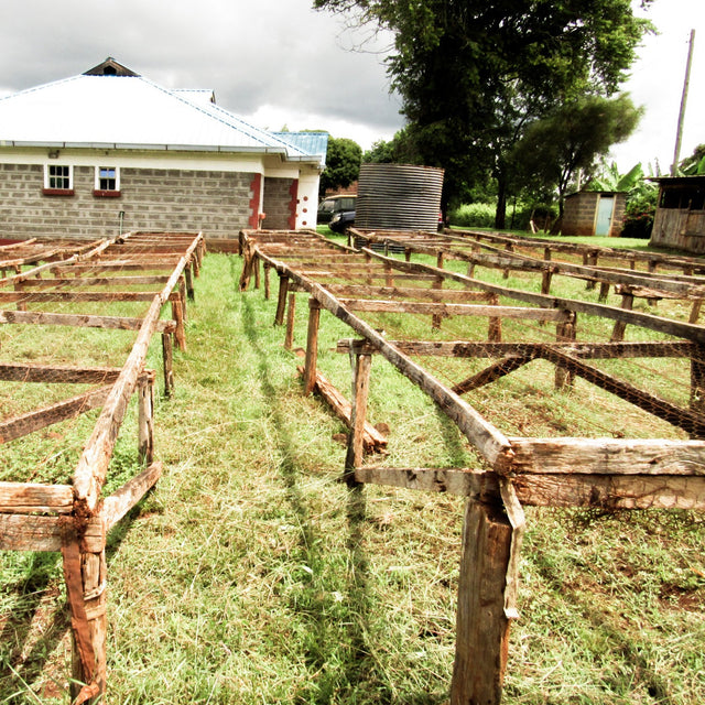 FILTER | KENYA MURARANDIA