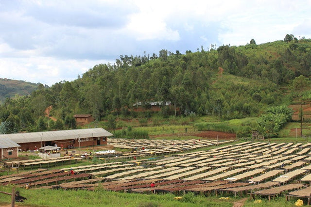FILTER | BURUNDI YANDARO