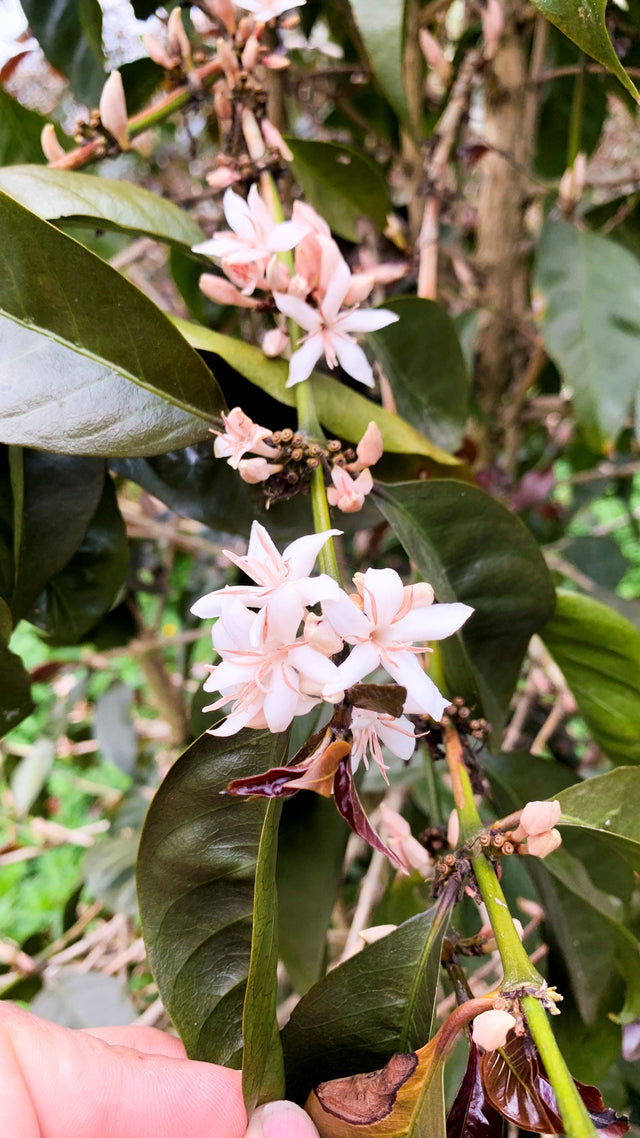 ESPRESSO | AN Cholóim TUMBAGA SIÚCÁN DEICAF