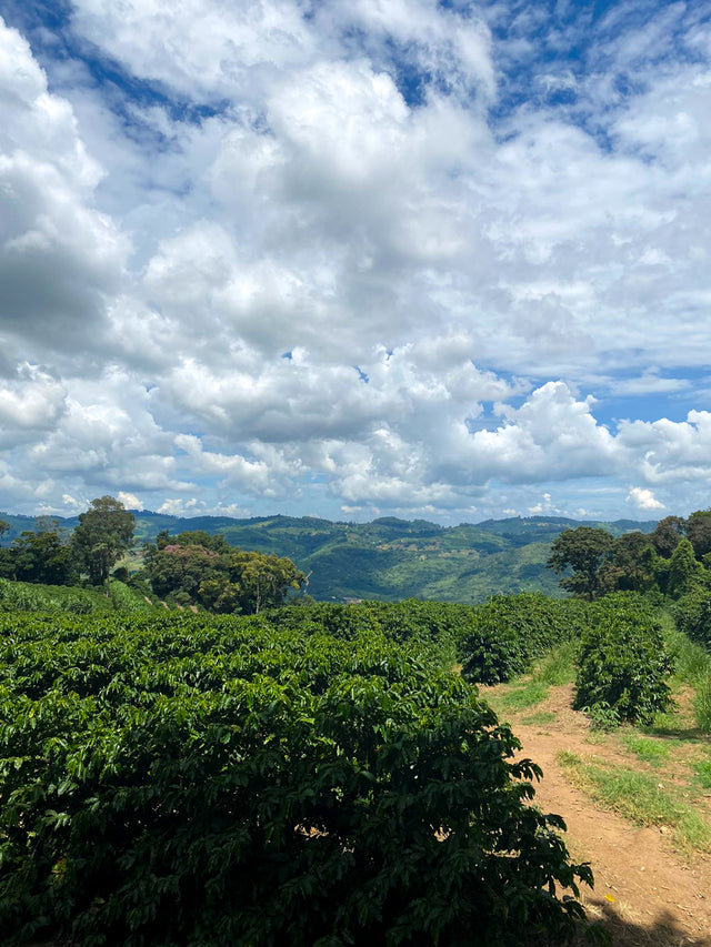 ESPRESSO | MEXICO PENA COLORADA NÍODH