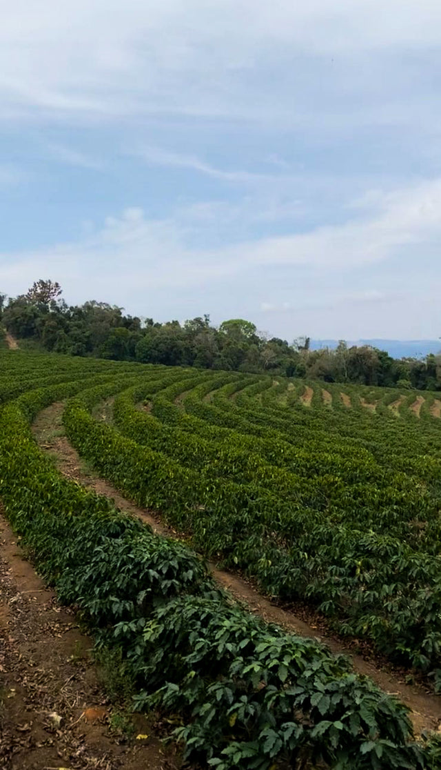 ESPRESSO | MEXICO PENA COLORADA NÍODH