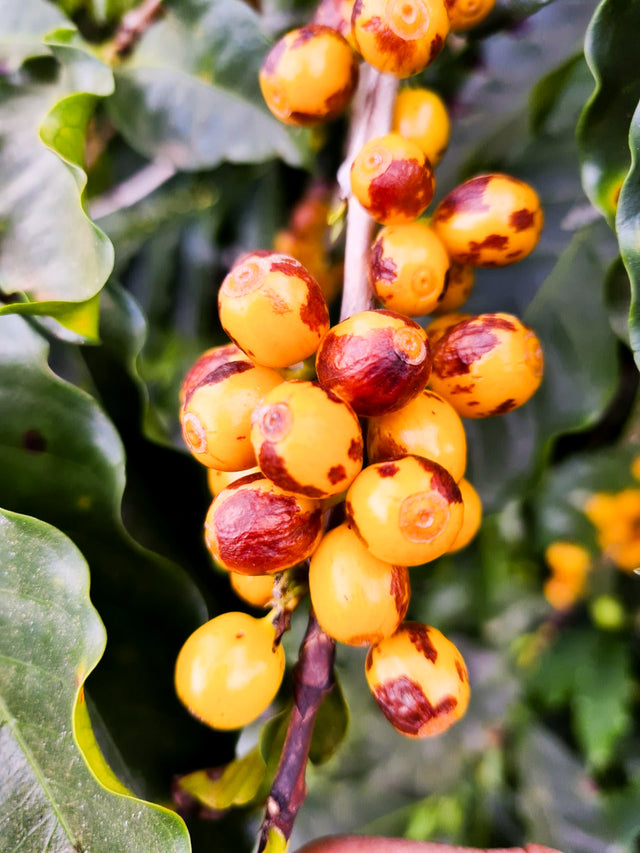 ESPRESSO | BRAZIL BIOMA