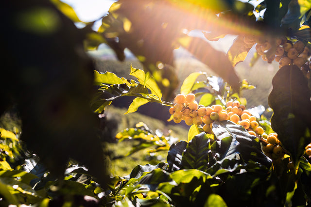 ESPRESSO | BRAZIL BIOMA